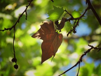 Close-up of leaves on branch