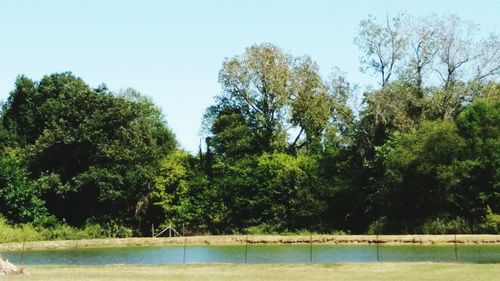 Reflection of trees in water