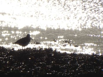 Bird perching on a lake