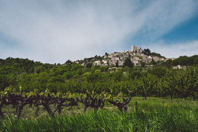 Vineyard with houses in background