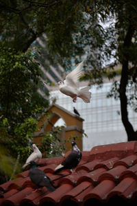 Low angle view of bird flying against trees