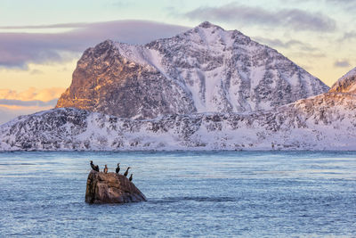 Birds perching on rock in sea against snowcapped mountain