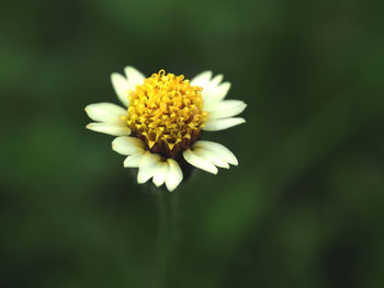 Close-up of yellow flowering plant