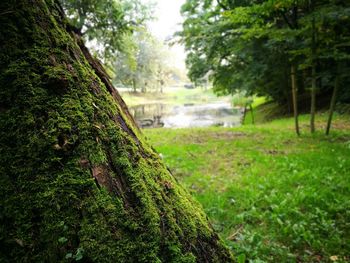 Close-up of moss on tree trunk