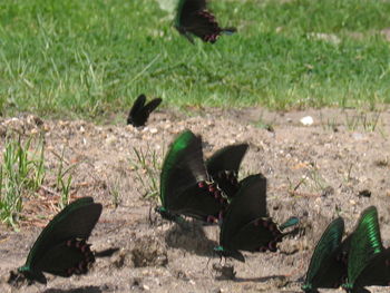 Close-up of bird on field