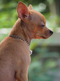 Close-up of a dog looking away