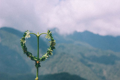 Close-up of heart shape plant