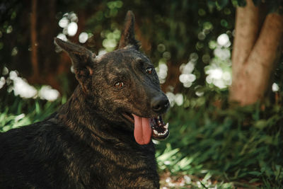 Close-up of dog looking away