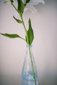 Close-up of green plant in vase