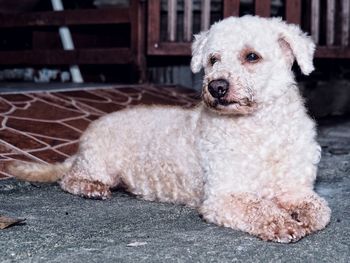 Portrait of dog sitting outdoors