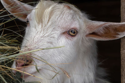 A white, gnarled goat of the zaanen breed in close-up. chewing hay in the barn.