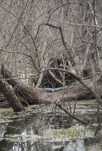 Bare tree by lake in forest