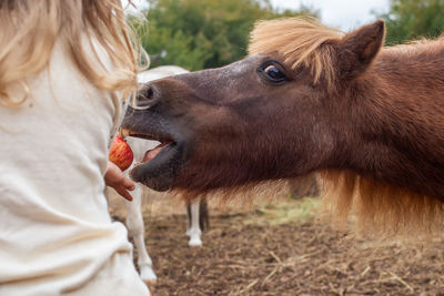 Close-up of horse eating apple