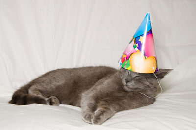Adorable gray cat having a birthday party