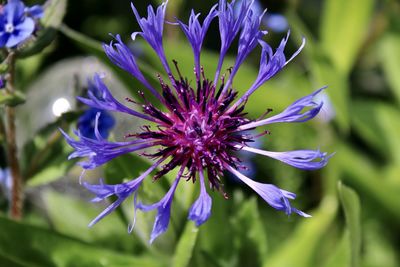 Close-up of purple flowering plant