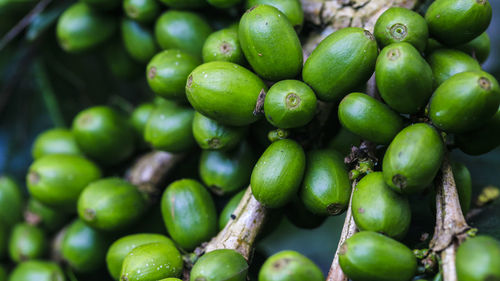 Full frame shot of arabica coffee gayo