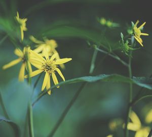 Close-up of yellow flowers blooming outdoors