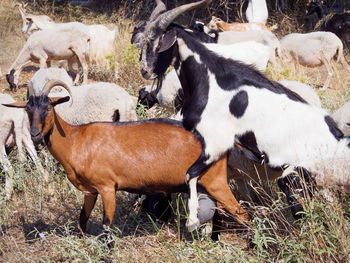 Close-up of cow standing on field