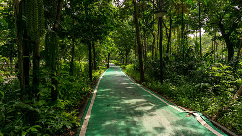 Walkway amidst trees in forest