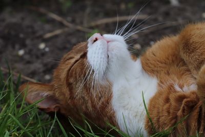 Close-up of a cat on field