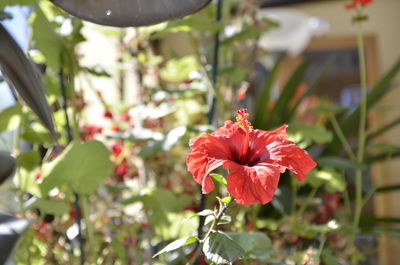 Close-up of red hibiscus flower