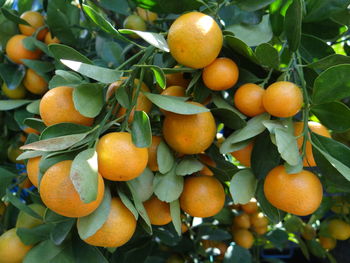 High angle view of oranges growing on tree