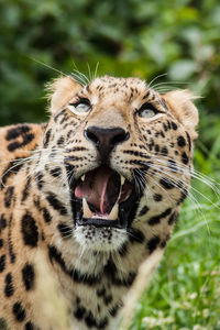 Close-up of amur leopard roaring in forest