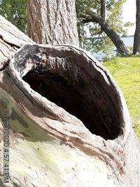 Low angle view of tree trunk