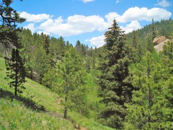 Scenic view of forest against sky