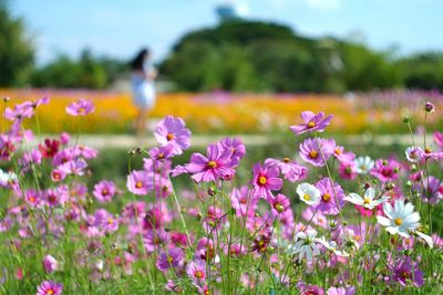 Close-up of pink cosmos flowers blooming on field