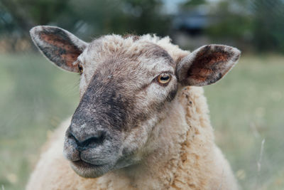 Close-up portrait of an animal. close-up portrait of a sheep 