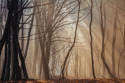 Trees in park