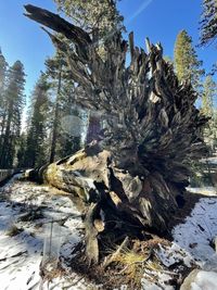 Dead tree on snow covered land against sky
