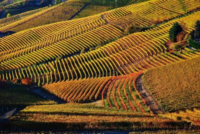 I vigneti di barbaresco in autunno