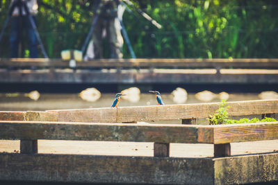 Birds perching on retaining wall