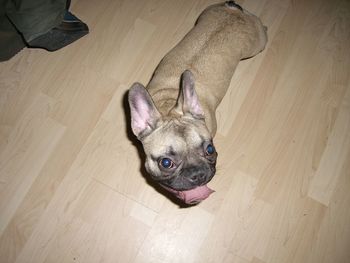 Portrait of dog on floor