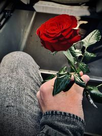 Close-up of hand holding red rose