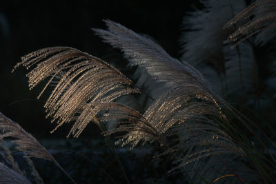 Close-up of dry plant on field at night