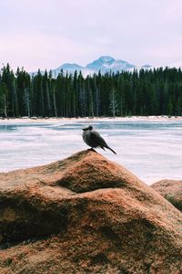 Bird perching on tree by mountain against sky