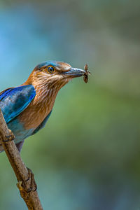 Indian roller with kill