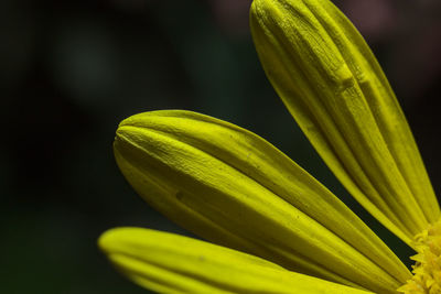 Close-up of fresh green leaf
