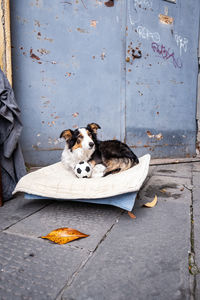 Portrait of dog lying on floor