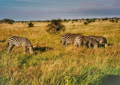 Zebras grazing on grassy field