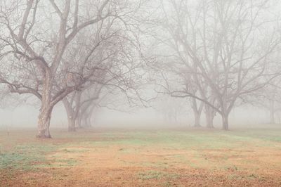 Bare trees in foggy weather