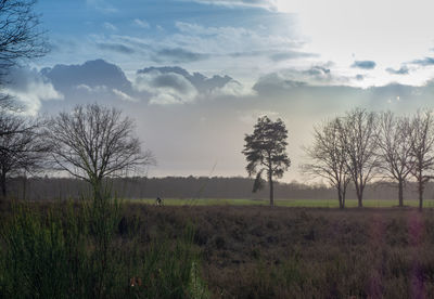 Trees on field against sky