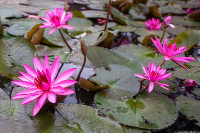 Close-up of pink water lily in pond