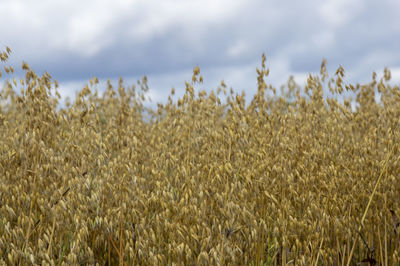 View of stalks in field against cloudy sky