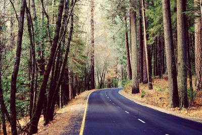 Road amidst trees in forest