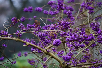 Close-up of purple flowering plants