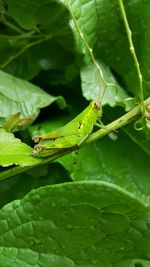 Close-up of insect on leaf